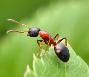 mrav na listu