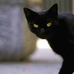 Fotografije crnih afričkih maca